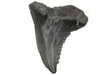 Snaggletooth Shark (Hemipristis) Tooth - South Carolina #211673-1